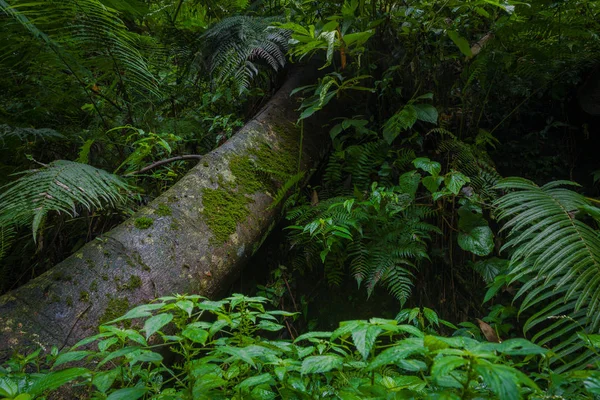 Mossy trees and lush leafs in the rainforest — Stock Photo, Image