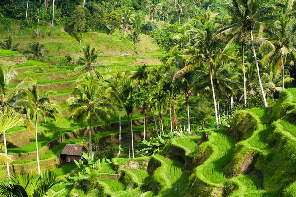 Risterrasser i Ubud, Bali, Indonesien. — Stockfoto