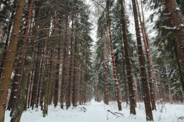 Rusya 'da kış ormanı