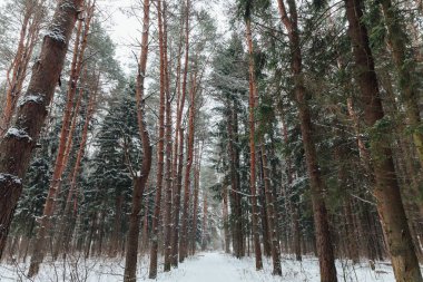 Rusya 'da kış ormanı