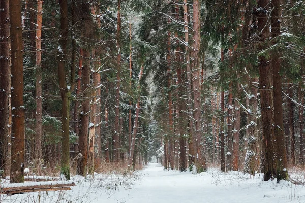 Rusya 'da kış ormanı