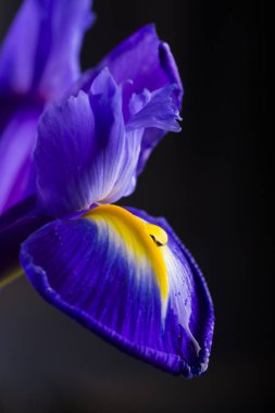 Su ile yakın çekim güzel Iris siyah arka plan üzerine düşer
