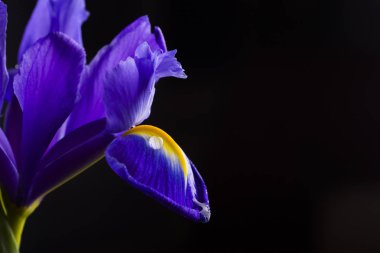 Su ile yakın çekim güzel Iris siyah arka plan üzerine düşer