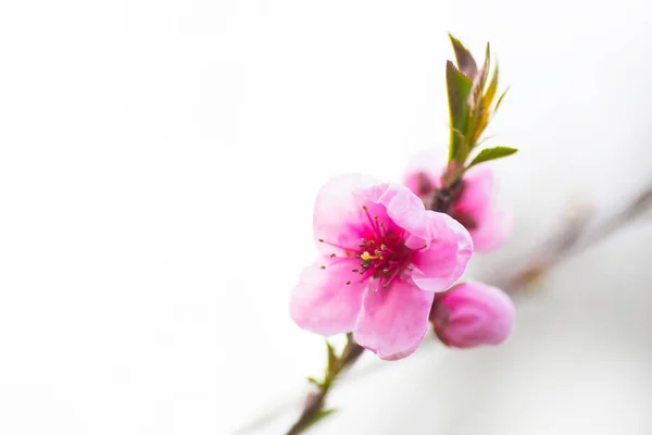 Belle branche de pêche printanière fleurie — Photo