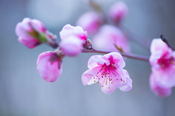 Beautiful blooming spring peach branch — Stock Photo, Image