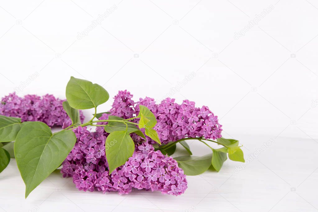 Bouquet of lilac on white background