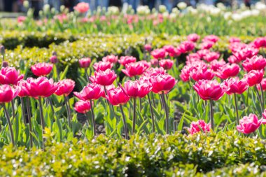 Botanik bahçesinde çiçek açan Lale çiçek yatak