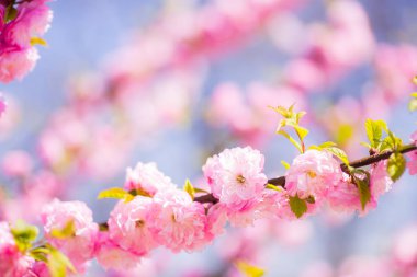 Bahar badem şube açan güzel