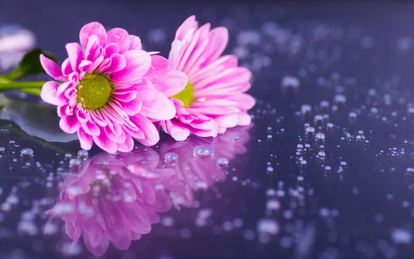 Close-up two purple chrysanthemums with water drops on glossy su