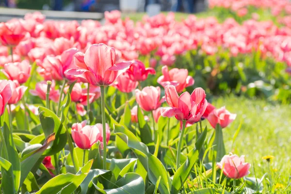 Botanik bahçesinde çiçek açan Lale çiçek yatak