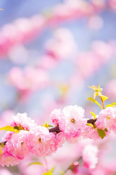 Belle fleur branche d'amande de printemps — Photo