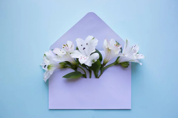 Beautiful tender bouquet of Alstroemeria in envelope on blue bac — Stock Photo, Image