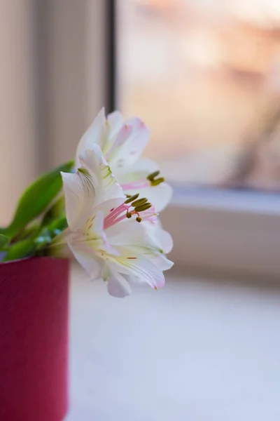 Beautiful tender bouquet of Alstroemeria near sunny window — Stock Photo, Image