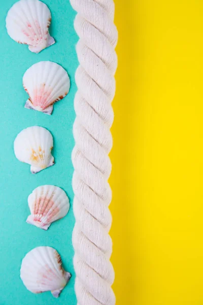 ロープとホタテ貝殻負の色の背景に — ストック写真