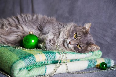 Noel topları ve yeşil plai üstündeki şirin tüylü ev kedi