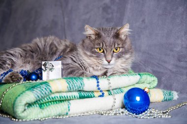 Noel topları ve yeşil plai üstündeki şirin tüylü ev kedi