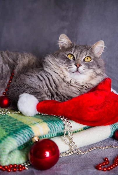 Cute furry home cat with Santa hat, Christmas balls and beads on