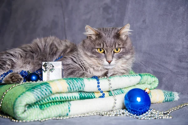 Noel topları ve yeşil plai üstündeki şirin tüylü ev kedi