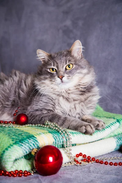 Noel topları ve yeşil plai üstündeki şirin tüylü ev kedi
