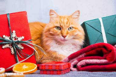 Örme şal üzerinde Noel dekorasyonu ile şirin tüylü kırmızı kedi