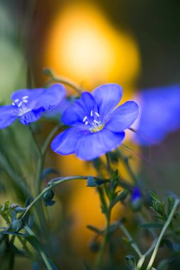 Parlak, güneşli arka planda yakın plan mavi keten çiçeği.