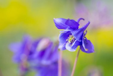 Açık arka plan bulanık mavi aquilegia çiçek