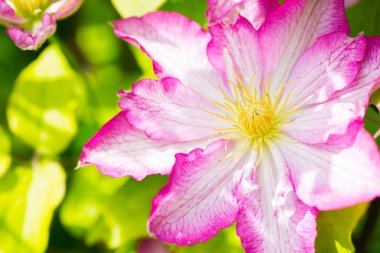 Tatlı pembe ve beyaz akasma çiçek