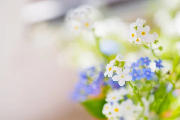 Weiße und blaue Vergissmeinnicht-Blumen. Frühlingshafter Hintergrund — Stockfoto