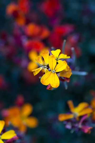 Nahaufnahme Gelbe Mauerblümchen Auf Dunklem Hintergrund Frühlingsblüte Freien — Stockfoto