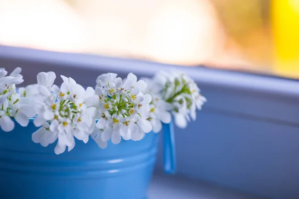 Schöner kleiner Strauß weißer Iberis in kleinem blauen Eimer ne — Stockfoto