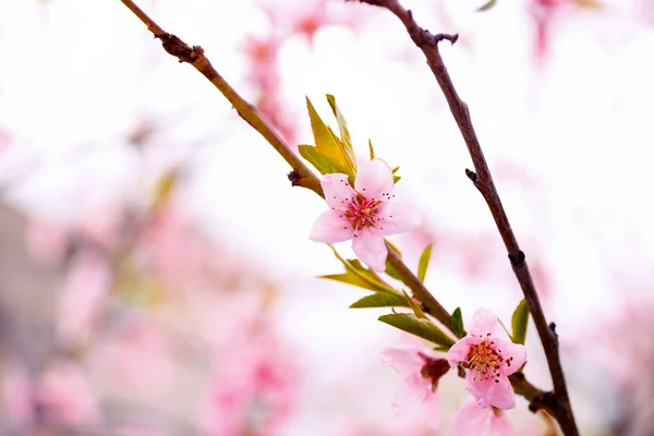 Closeup beautiful blooming pink cherry branch at spring — Stock Photo, Image