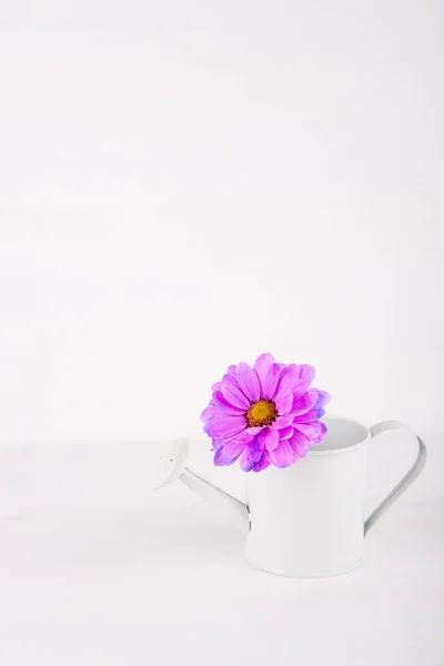 Gros plan petit arrosoir blanc avec une seule fleur de chrysanthème violet sur fond de bois blanc — Photo