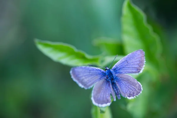 Nahaufnahme blauer Kupferschmetterling auf grünen Blättern mit verschwommenem Hintergrund — Stockfoto