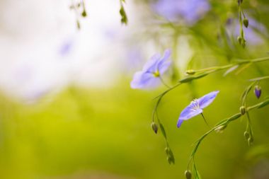 Yakın çekim mavi keten çiçeklenir açık bahçe güneşli