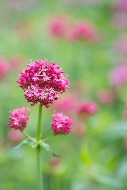 Centrantus Çiçek bahçesinde açık pembe