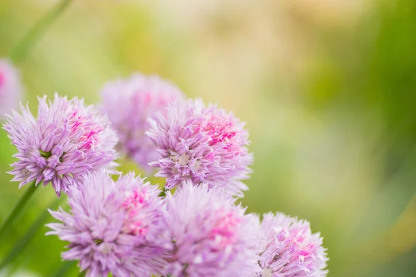 Nahaufnahme Schnittlauch Zwiebeln rosa Köpfe im Freien im Garten auf grün verschwommenem Hintergrund — Stockfoto