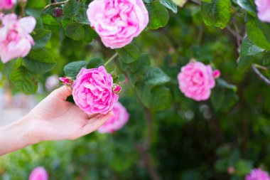 İhale pembe çay tutan el çiçek baharda çiçek açan Bush açık bahçe gül