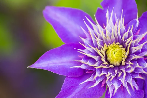 Single closeup purple clematis flower outdoor in garden