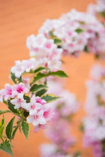 Gros plan rose Weigela fleurit sur le buisson par une journée ensoleillée sur fond flou au printemps — Photo