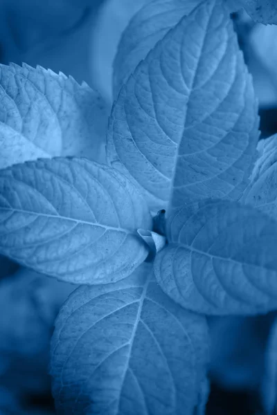 Closeup veined plant leaves colored in Classic Blue - color of the year 2020. Natural banner with place for text. Stock Photo