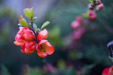 Japon ayva balığının pembe-turuncu dallarını kapatıyoruz. Çiçekler açan çalılar..