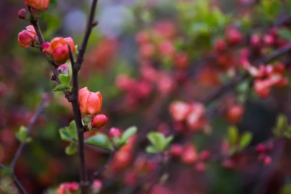 Branches Fleuries Rose Orange Coing Japonais Printemps Plein Air Avec — Photo