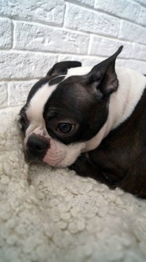 Boston Teriyeri 'nin küçük köpeği halıya uzanıyor.