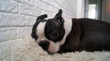 Boston Teriyeri 'nin küçük köpeği halıya uzanıyor.