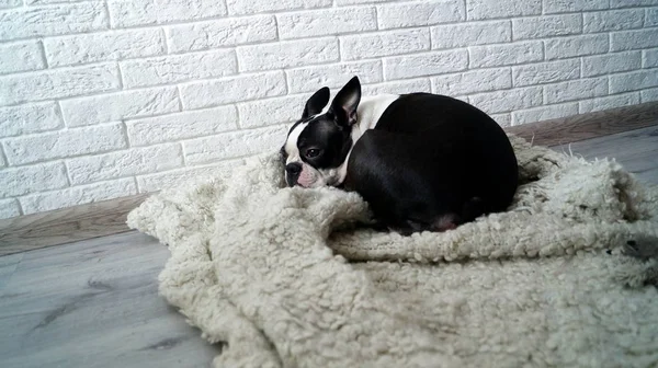 Boston Terrier Mic Câine Află Covor — Fotografie, imagine de stoc