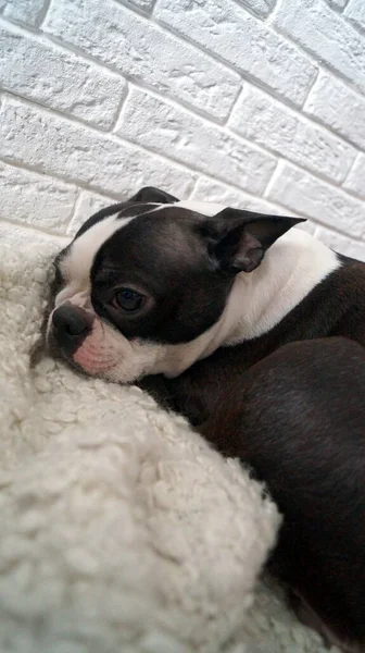 Boston Teriyeri 'nin küçük köpeği halıya uzanıyor.