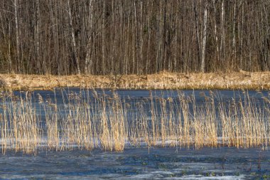 Gündüzleri güzel kuzey manzarası