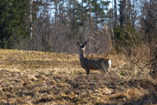 Cerf Sauvage Dans Pré Forêt — Photo