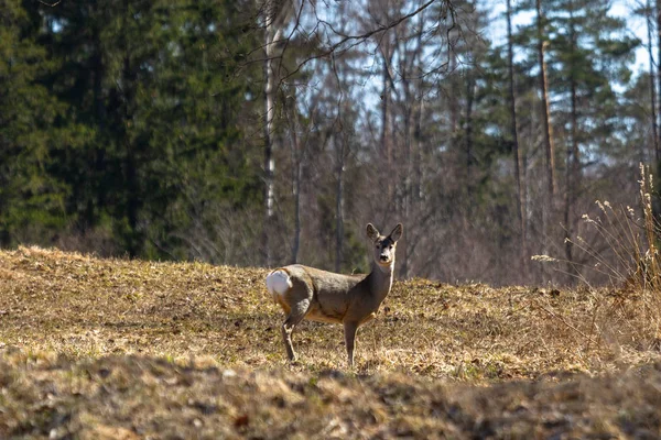 Cerf Sauvage Dans Pré Forêt — Photo