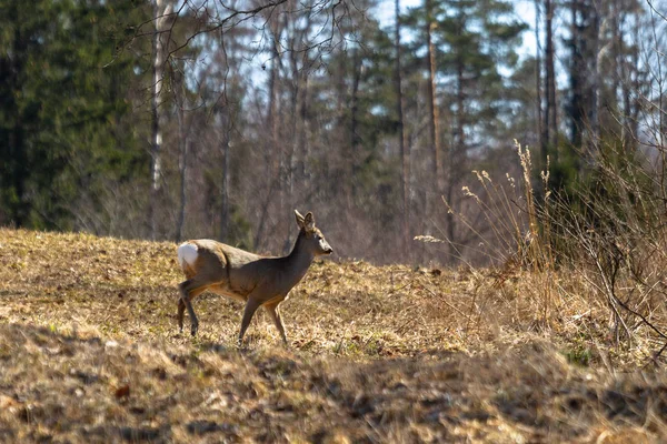 Venado Salvaje Pradera Los Bosques — Foto de Stock